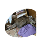 チャチャヒメ（個別スタンプ：3）