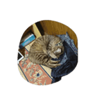 チャチャヒメ（個別スタンプ：7）