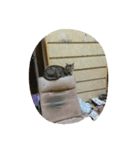 チャチャヒメ（個別スタンプ：8）