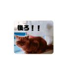 いぬねこスタンプ うに。いくら。わかめ。4（個別スタンプ：4）