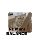 いぬねこスタンプ うに。いくら。わかめ。4（個別スタンプ：5）