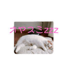 いぬねこスタンプ うに。いくら。わかめ。4（個別スタンプ：8）