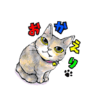 てんてこ、てん。〜てんと9匹の保護猫達〜（個別スタンプ：6）