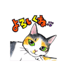 てんてこ、てん。〜てんと9匹の保護猫達〜（個別スタンプ：13）