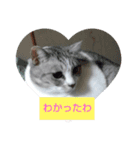 でかcat（個別スタンプ：1）