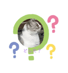 でかcat（個別スタンプ：2）