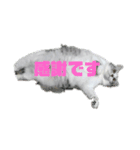 でかcat（個別スタンプ：4）