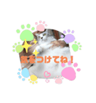 でかcat（個別スタンプ：8）