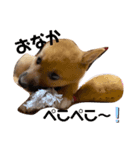 雑種犬うめちゃん♡（個別スタンプ：1）