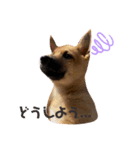 雑種犬うめちゃん♡（個別スタンプ：3）