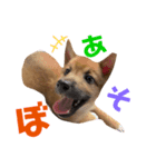 雑種犬うめちゃん♡（個別スタンプ：4）