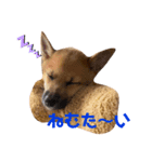 雑種犬うめちゃん♡（個別スタンプ：5）