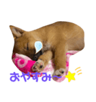 雑種犬うめちゃん♡（個別スタンプ：6）