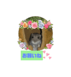 葵くんとまるこの日常（個別スタンプ：2）