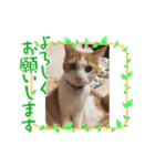 オリにゃんこ②（個別スタンプ：3）