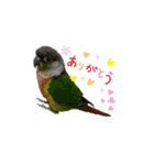 我が家のウロコインコはぴちゃん（個別スタンプ：1）