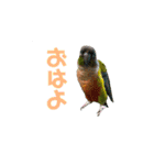 我が家のウロコインコはぴちゃん（個別スタンプ：2）