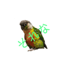 我が家のウロコインコはぴちゃん（個別スタンプ：3）