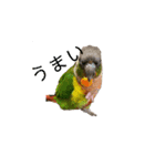 我が家のウロコインコはぴちゃん（個別スタンプ：4）