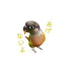 我が家のウロコインコはぴちゃん（個別スタンプ：5）