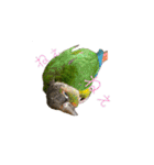 我が家のウロコインコはぴちゃん（個別スタンプ：6）