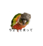 我が家のウロコインコはぴちゃん（個別スタンプ：7）