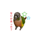 我が家のウロコインコはぴちゃん（個別スタンプ：8）