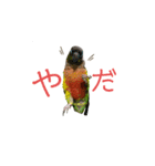 我が家のウロコインコはぴちゃん（個別スタンプ：9）