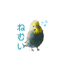 我が家のウロコインコはぴちゃん（個別スタンプ：10）