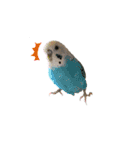 我が家のウロコインコはぴちゃん（個別スタンプ：11）