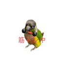 我が家のウロコインコはぴちゃん（個別スタンプ：12）