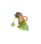我が家のウロコインコはぴちゃん（個別スタンプ：13）
