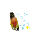 我が家のウロコインコはぴちゃん（個別スタンプ：14）