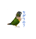 我が家のウロコインコはぴちゃん（個別スタンプ：15）