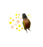 我が家のウロコインコはぴちゃん（個別スタンプ：16）