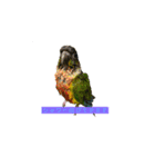 我が家のウロコインコはぴちゃん（個別スタンプ：17）
