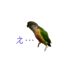 我が家のウロコインコはぴちゃん（個別スタンプ：18）