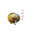 我が家のウロコインコはぴちゃん（個別スタンプ：19）