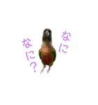 我が家のウロコインコはぴちゃん（個別スタンプ：20）