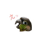 我が家のウロコインコはぴちゃん（個別スタンプ：21）
