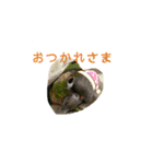我が家のウロコインコはぴちゃん（個別スタンプ：22）