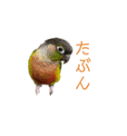 我が家のウロコインコはぴちゃん（個別スタンプ：23）