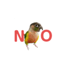 我が家のウロコインコはぴちゃん（個別スタンプ：24）