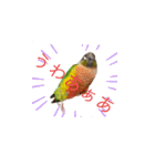 我が家のウロコインコはぴちゃん（個別スタンプ：26）