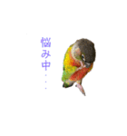 我が家のウロコインコはぴちゃん（個別スタンプ：28）
