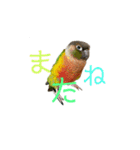 我が家のウロコインコはぴちゃん（個別スタンプ：29）