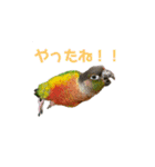 我が家のウロコインコはぴちゃん（個別スタンプ：30）