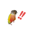 我が家のウロコインコはぴちゃん（個別スタンプ：31）