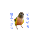 我が家のウロコインコはぴちゃん（個別スタンプ：32）