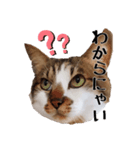 キジシロ猫サスケⅦ（個別スタンプ：6）